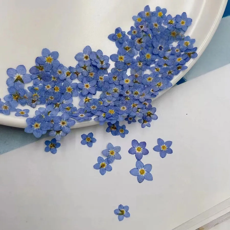 100pcs Pressed Dried Mini Blue - огляд і ціна Dried Flower Bookmark