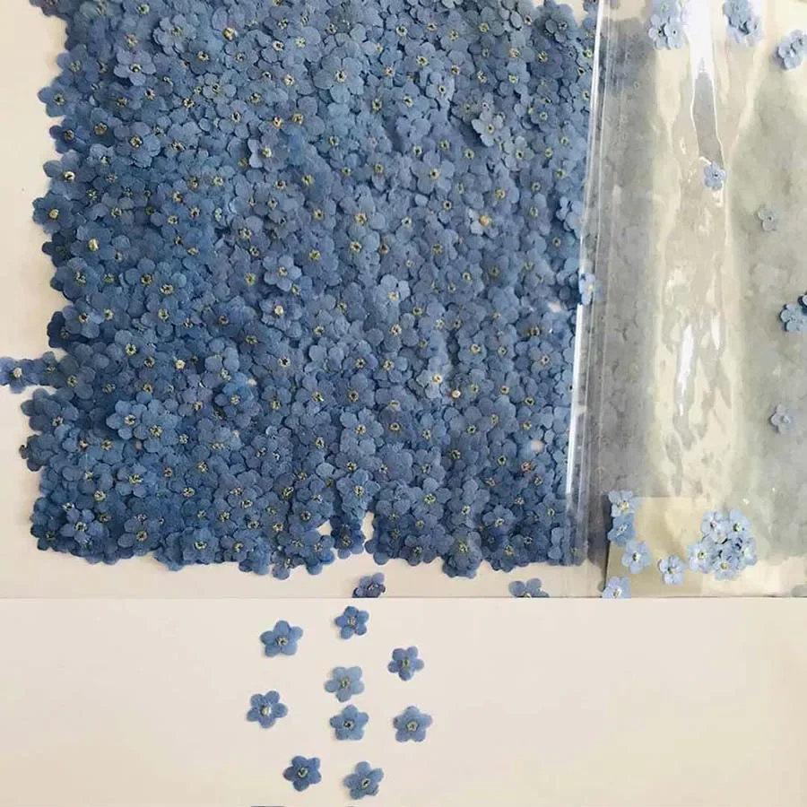 100pcs Pressed Dried Mini Blue - огляд і ціна Dried Flower Bookmark