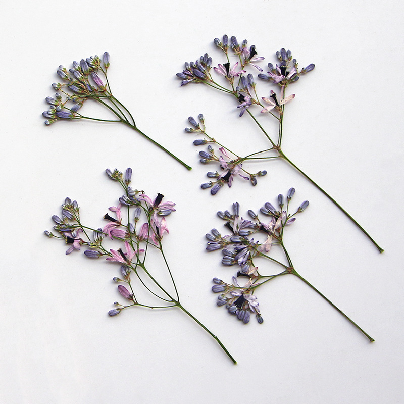 120pcs Pressed Dried Melia Aze - огляд і ціна Dried Flower Bookmark