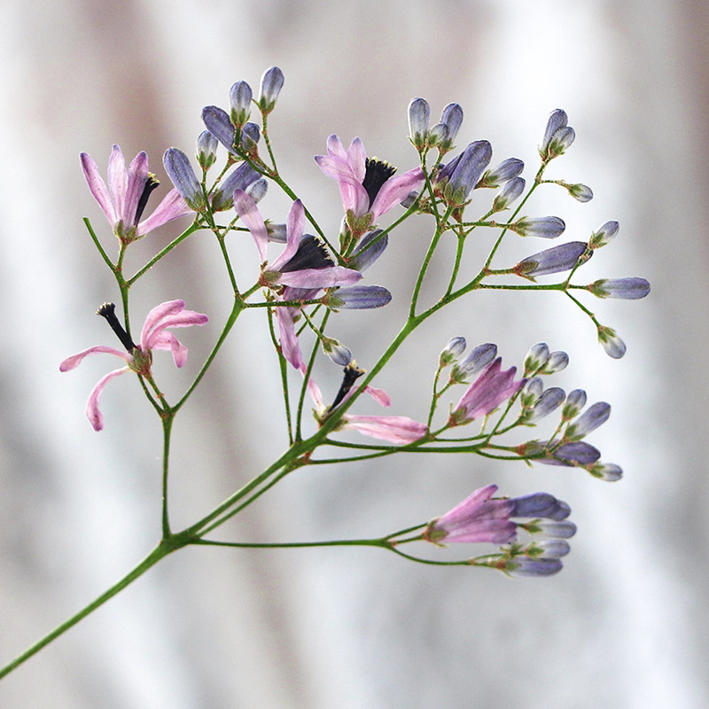 120pcs Pressed Dried Melia Aze - огляд і ціна Dried Flower Bookmark