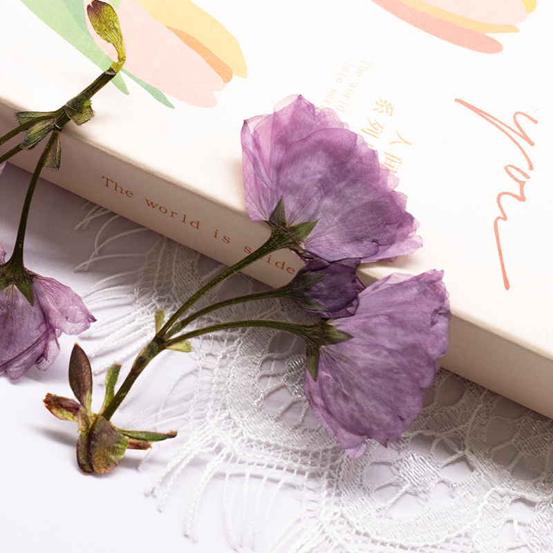 48Pcs New Product Guanshan Che - огляд і ціна Dried Flower Bookmark
