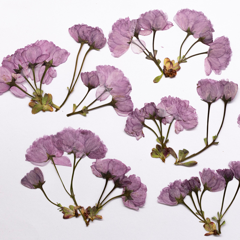 48Pcs New Product Guanshan Che - огляд і ціна Dried Flower Bookmark