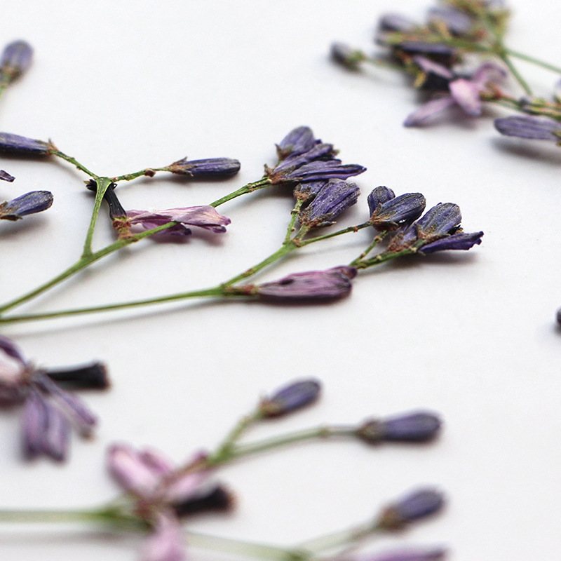 60Pcs Neem Tree Flower Branche - огляд і ціна Dried Flower Bookmark