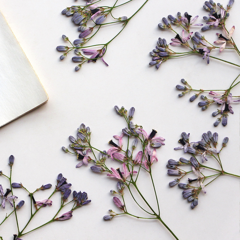 60Pcs Neem Tree Flower Branche - огляд і ціна Dried Flower Bookmark