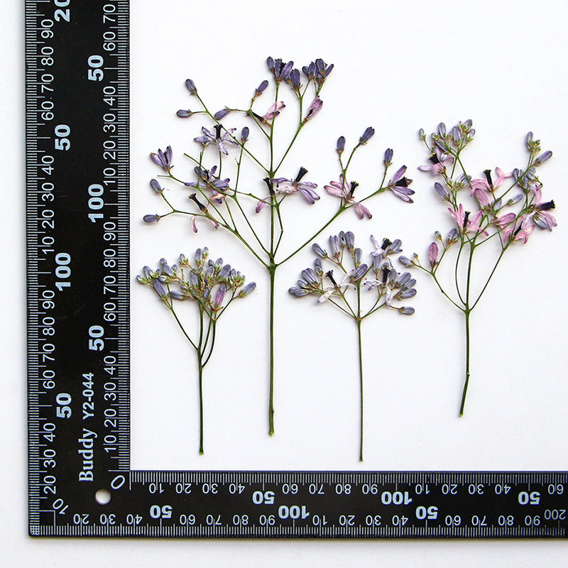 60Pcs Neem Tree Flower Branche - огляд і ціна Dried Flower Bookmark
