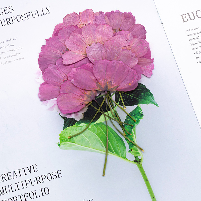 48Pcs Natural Plant Gerbera Fl - огляд і ціна Dried Flower Bookmark