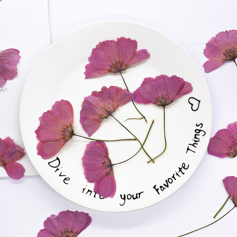 48Pcs Natural Plant Gerbera Fl - огляд і ціна Dried Flower Bookmark