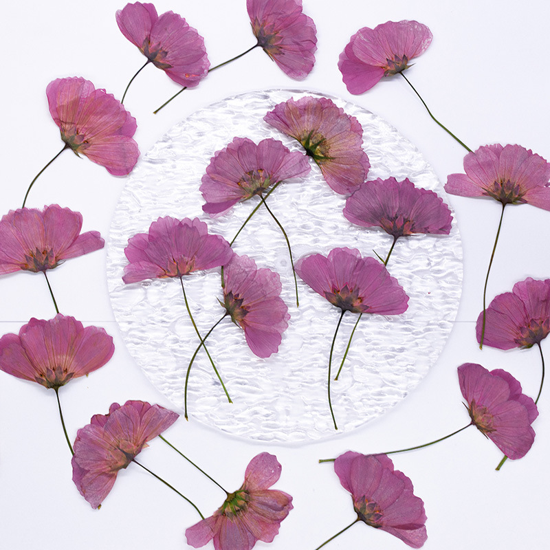 48Pcs Natural Plant Gerbera Fl - огляд і ціна Dried Flower Bookmark