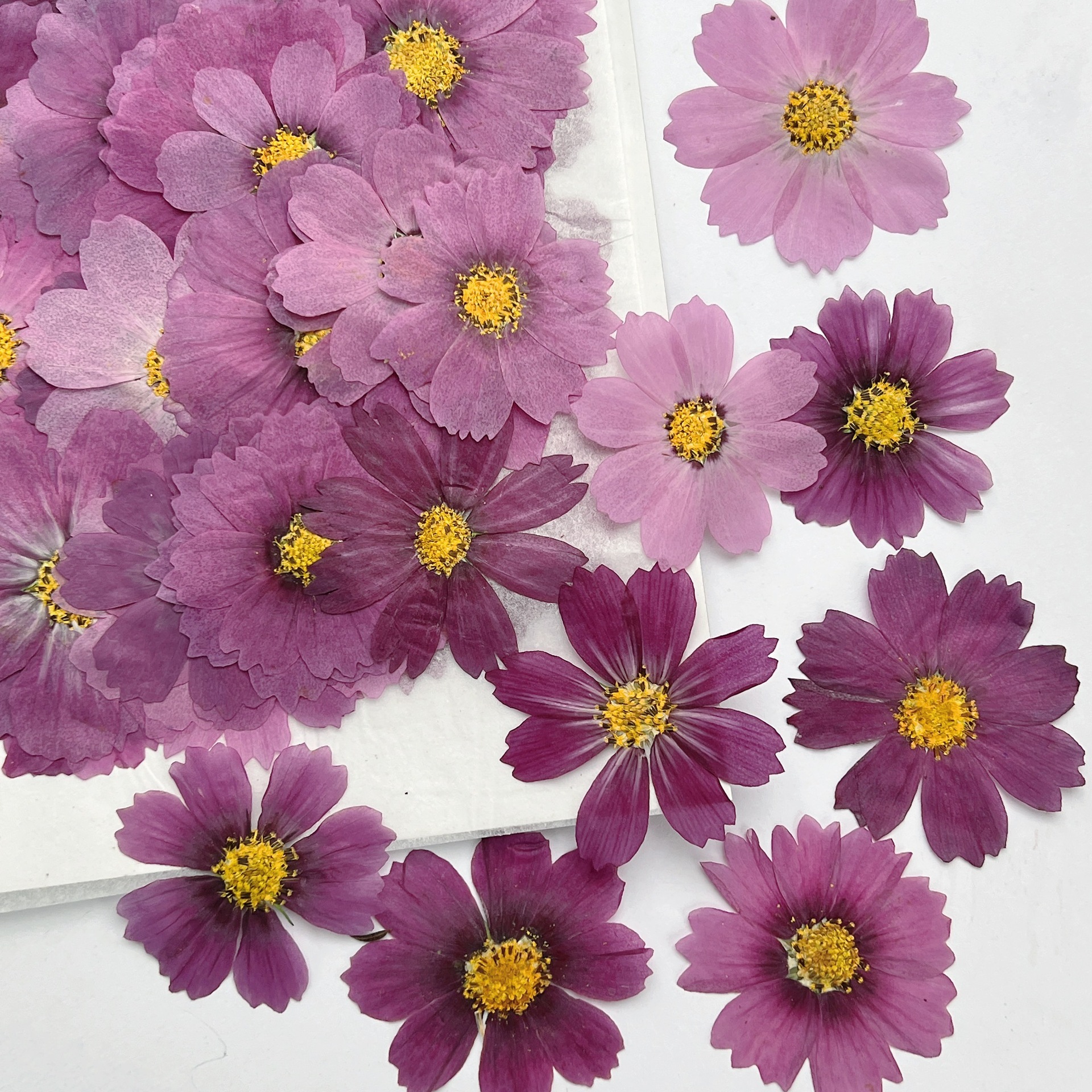 100Pcs Cosmos Dried Flower Pre - огляд і ціна Dried Flower Bookmark
