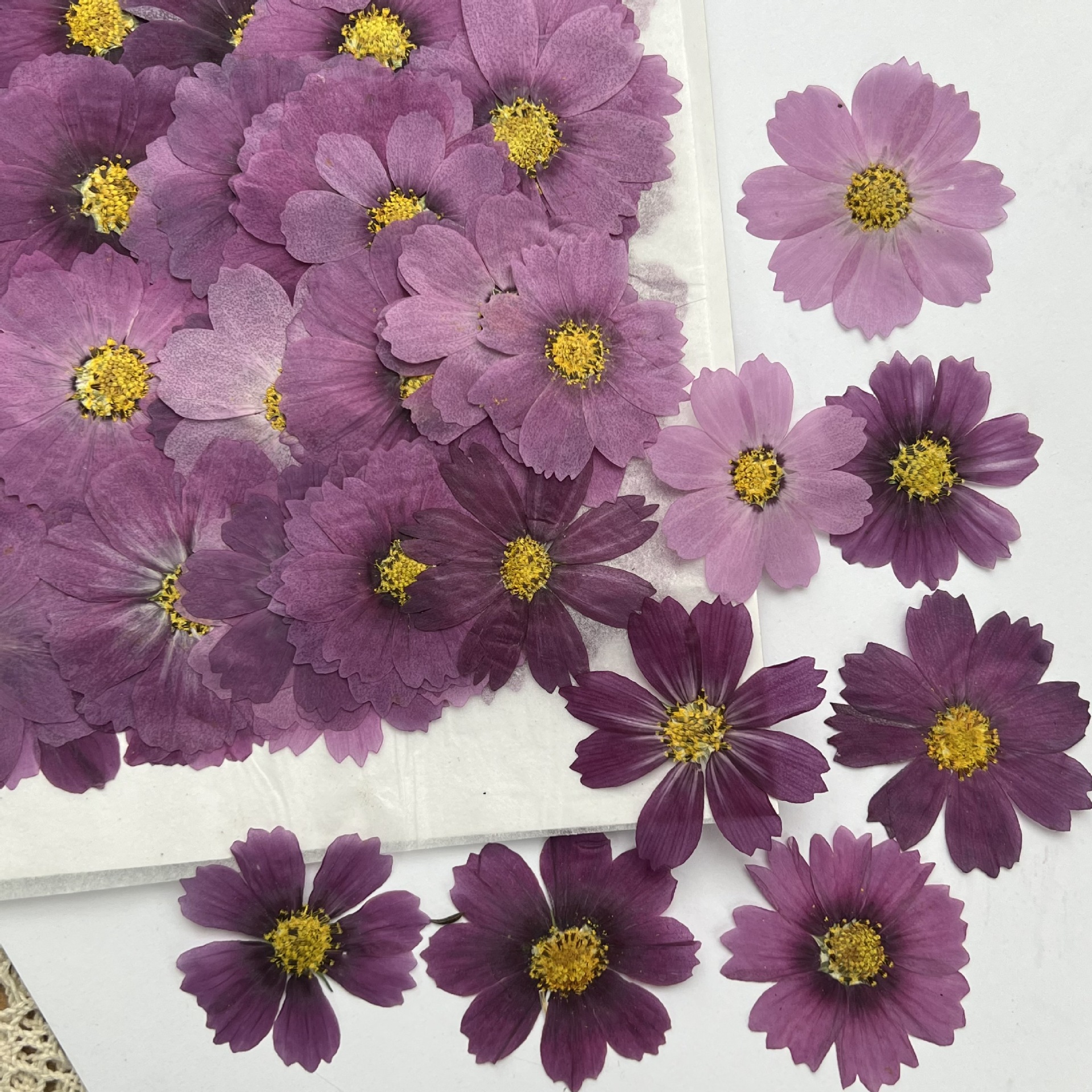 100Pcs Cosmos Dried Flower Pre - огляд і ціна Dried Flower Bookmark
