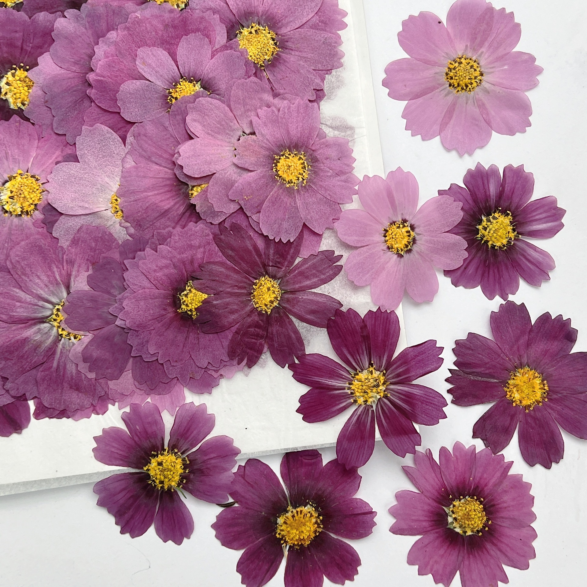 100Pcs Cosmos Dried Flower Pre - огляд і ціна Dried Flower Bookmark