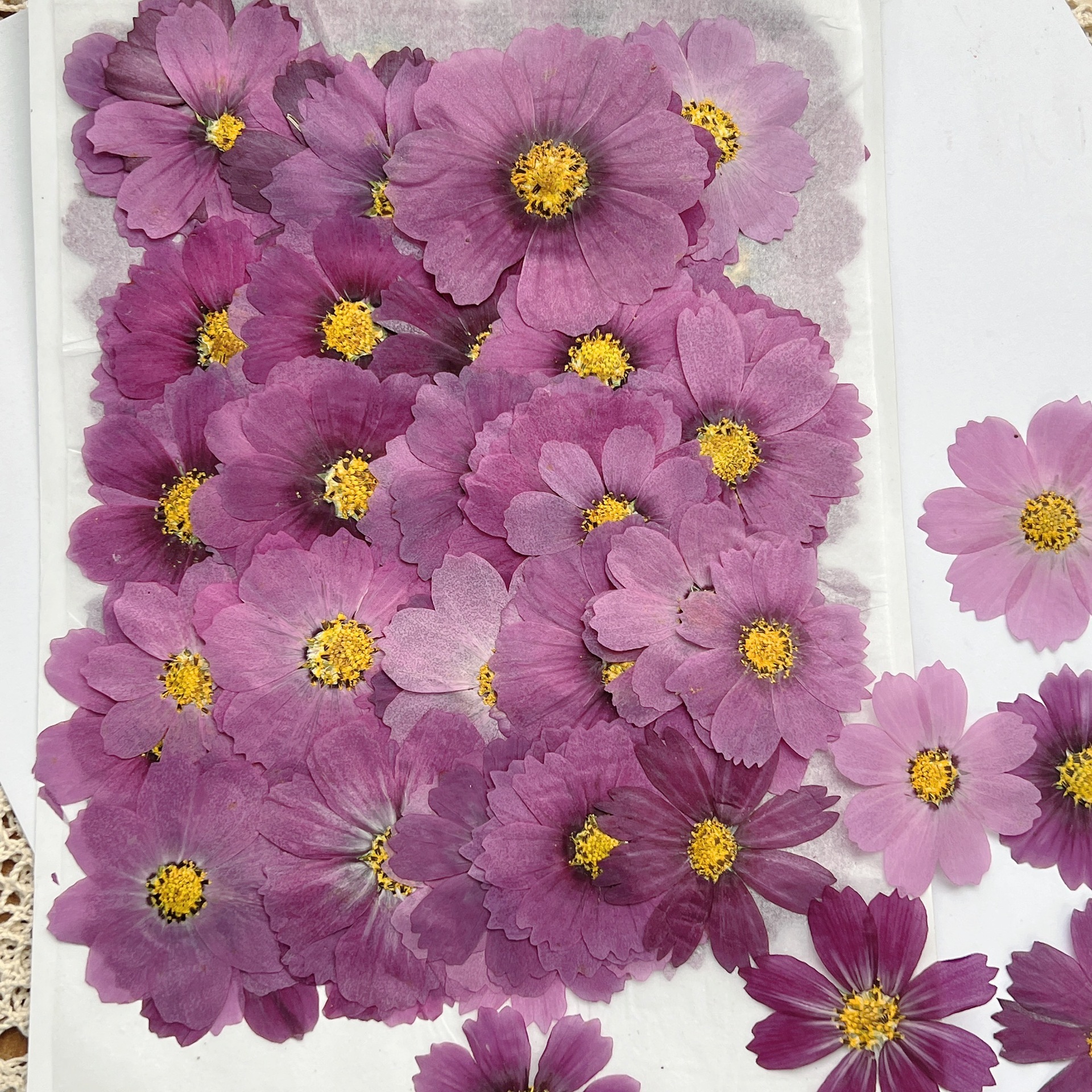 100Pcs Cosmos Dried Flower Pre - огляд і ціна Dried Flower Bookmark