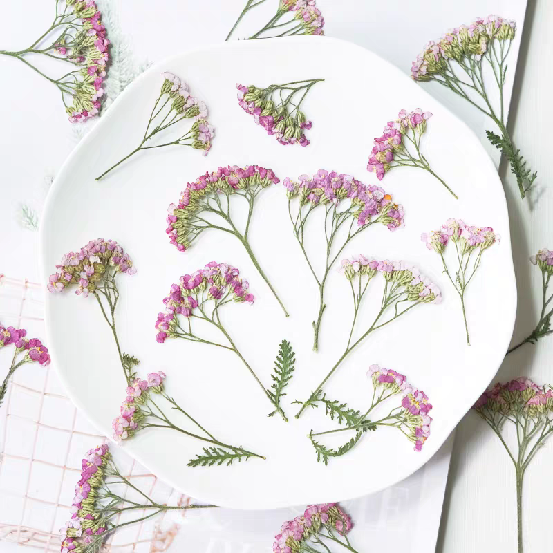 60pcs Pressed Dried Yarrow Ach - огляд і ціна Dried Flower Bookmark