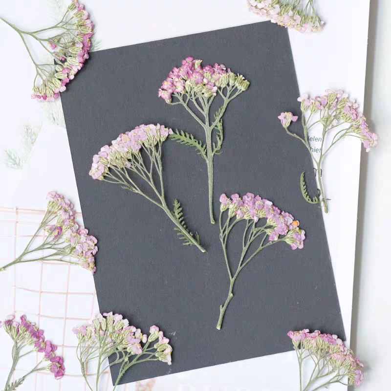 60pcs Pressed Dried Yarrow Ach - огляд і ціна Dried Flower Bookmark
