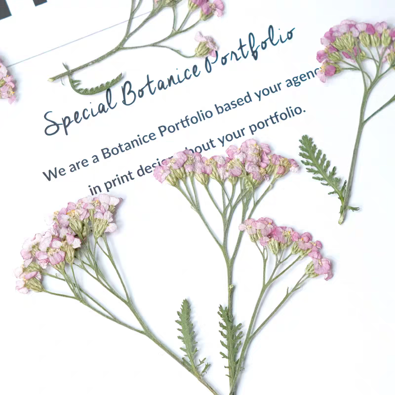 60pcs Pressed Dried Yarrow Ach - огляд і ціна Dried Flower Bookmark