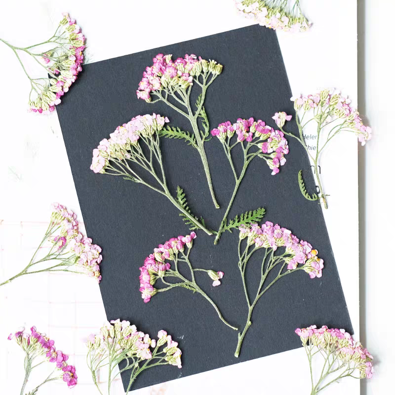 60pcs Pressed Dried Yarrow Ach - огляд і ціна Dried Flower Bookmark