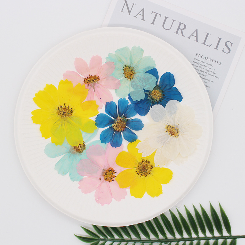 36Pcs Large Cosmos Flower Drie - огляд і ціна Dried Flower Bookmark