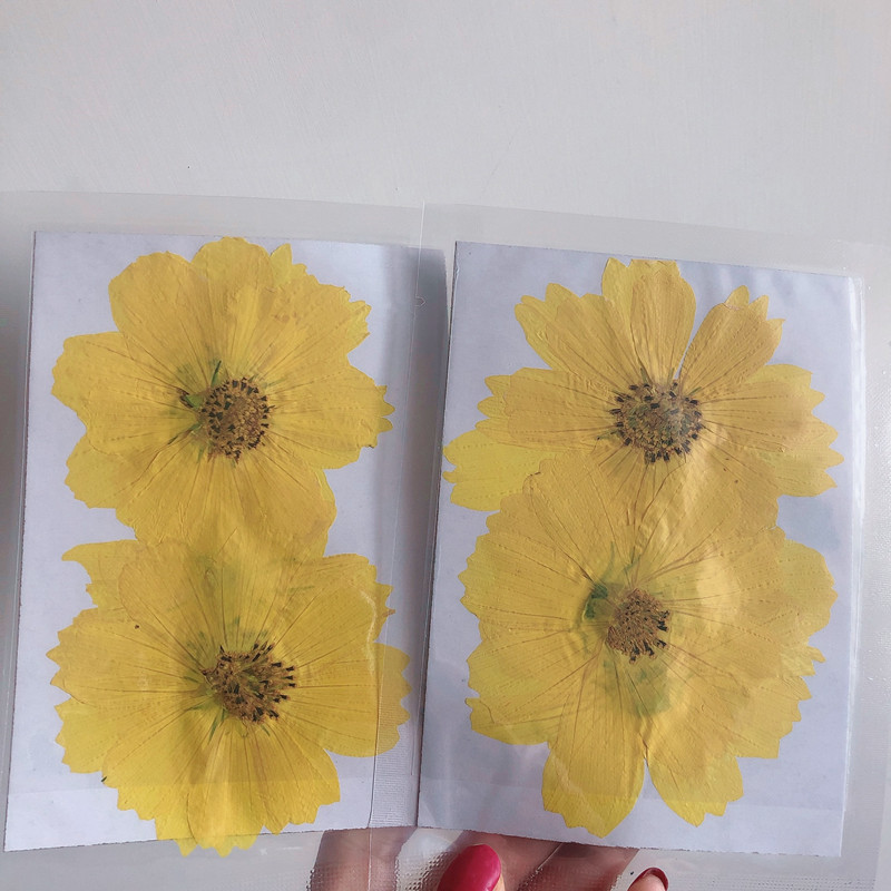 36Pcs Large Cosmos Flower Drie - огляд і ціна Dried Flower Bookmark
