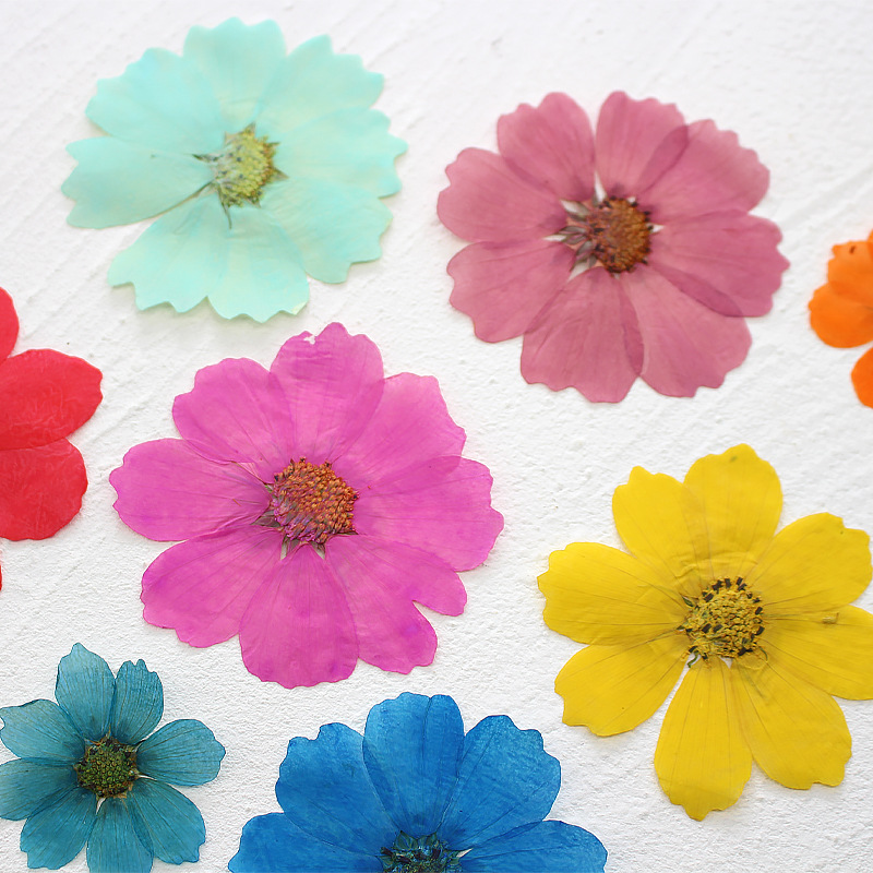36Pcs Large Cosmos Flower Drie - огляд і ціна Dried Flower Bookmark