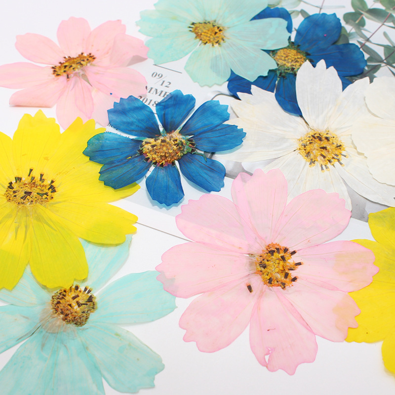 36Pcs Large Cosmos Flower Drie - огляд і ціна Dried Flower Bookmark