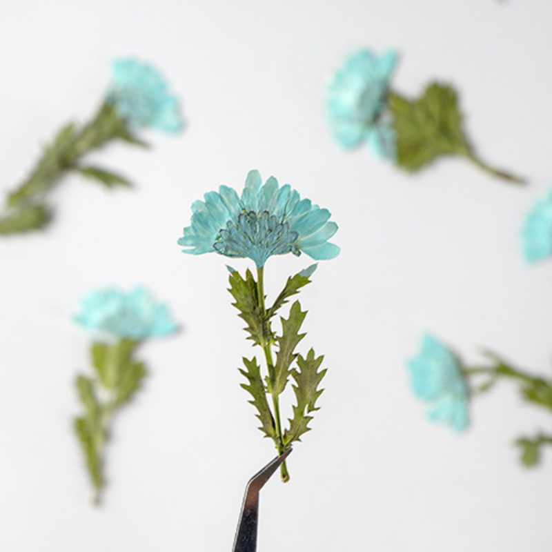 5-8cm/24pcs,Side Pressed Cryst - огляд і ціна Dried Flower Bookmark