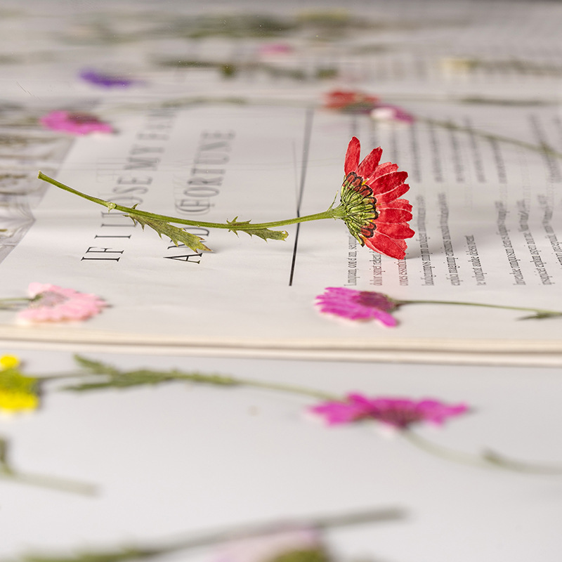 5-8cm/24pcs,Side Pressed Cryst - огляд і ціна Dried Flower Bookmark